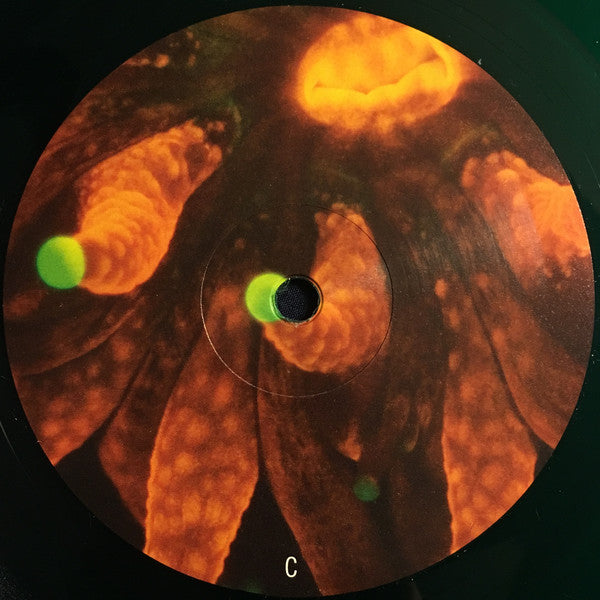 Animal Collective ~ Tangerine Reef (Vinyl) - Djungel & Jazz