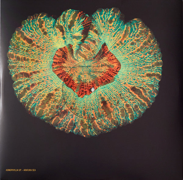 Animal Collective ~ Tangerine Reef (Vinyl) - Djungel & Jazz