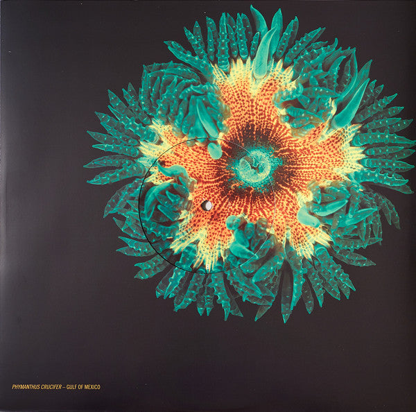 Animal Collective ~ Tangerine Reef (Vinyl) - Djungel & Jazz