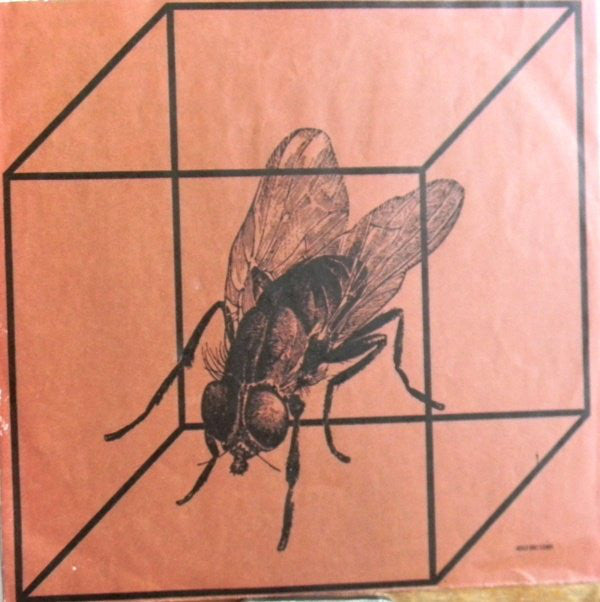 T. Rex ~ Bolan Boogie (Vinyl) - Djungel & Jazz