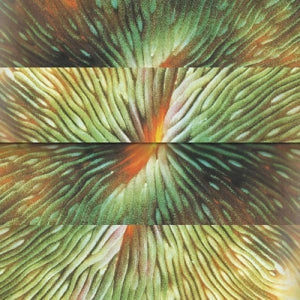 Active Surplus ~ Mirroring (Vinyl) - Djungel & Jazz