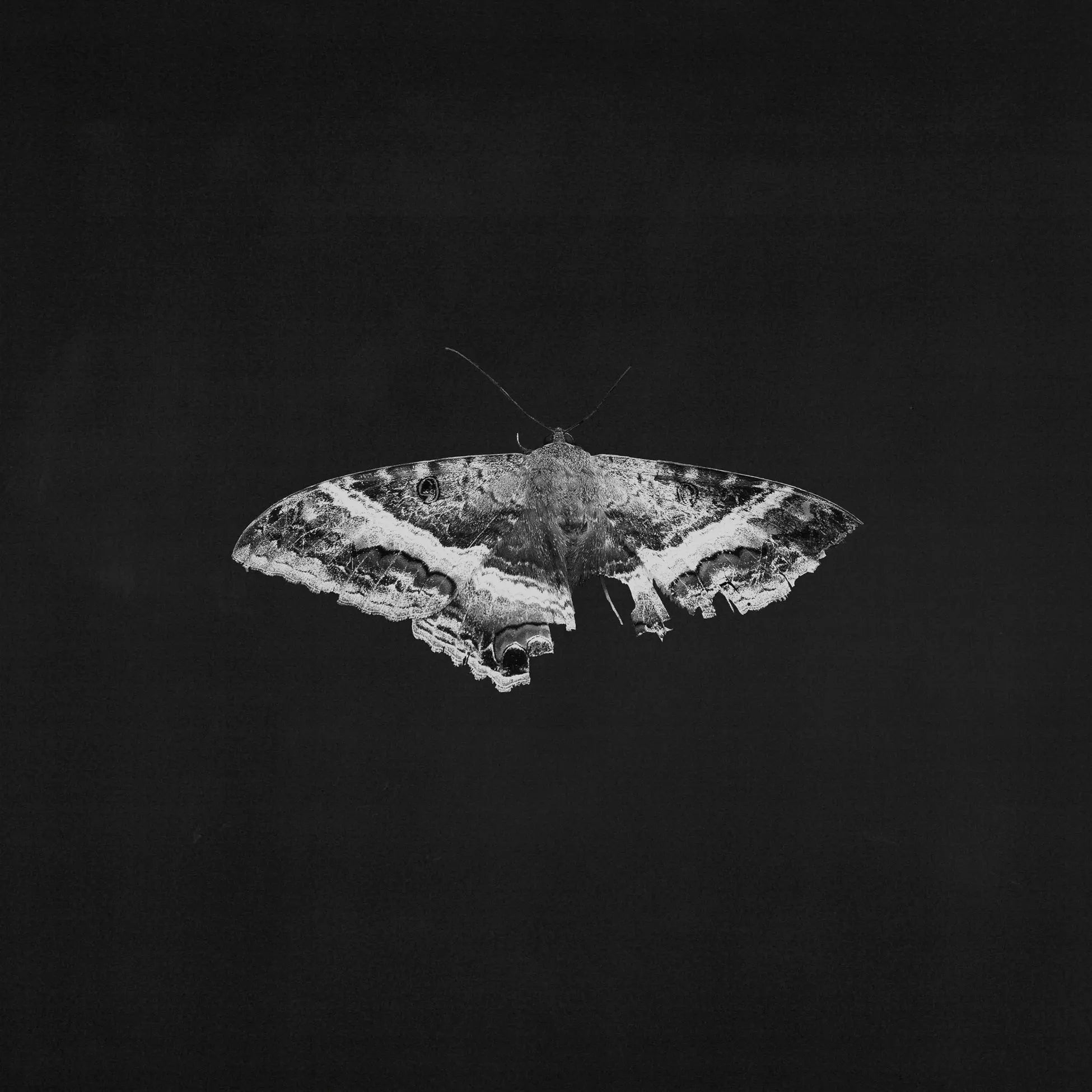 Kendrick Lamar ~ To Pimp A Butterfly (10th Anniversary) (Vinyl) - Djungel & Jazz