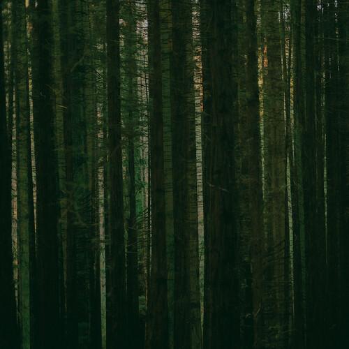 The Paper Kites ~ Evergreen (Vinyl) - Djungel & Jazz
