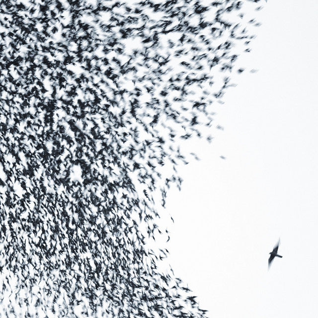 Wilco ~ Sky Blue Sky (Vinyl) - Djungel & Jazz