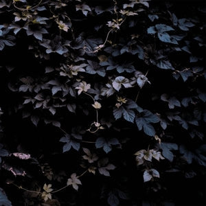 Michael Vallera ~ Vivid Flu (Vinyl) - Djungel & Jazz
