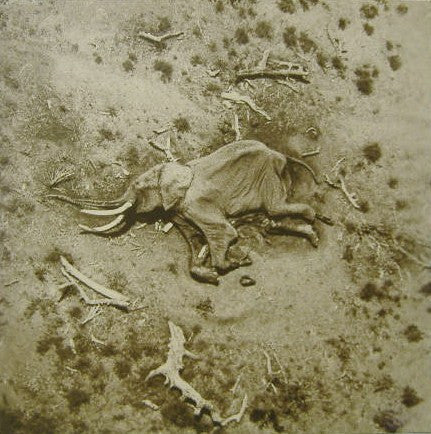 Ben Harper ~ The Will To Live (Vinyl) - Djungel & Jazz