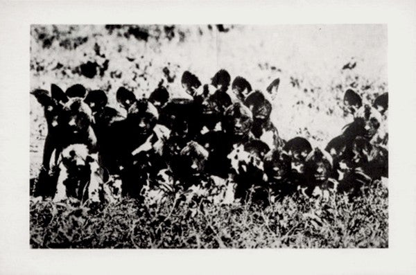 Josef K ~ Chance Meeting / Pictures (Vinyl) - Djungel & Jazz