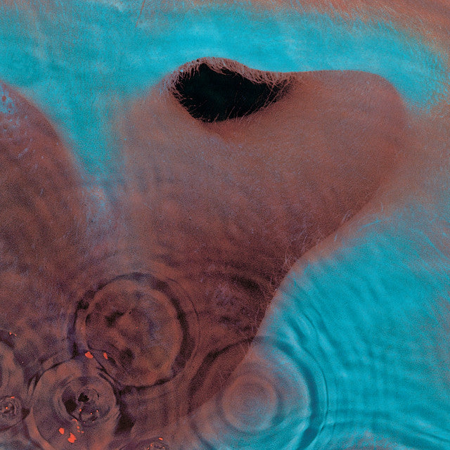 Pink Floyd ~ Meddle (Vinyl) - Djungel & Jazz